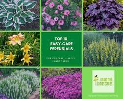 Top 10 Best Perennials For A Central Illinois Landscape Designer Landscapes Best Perennials Perennials Shade Flowers Perennial