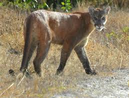 This month, national geographic, which funds ward's conservation work, published a feature story on endangered florida panthers that includes a series of ward's photos. Florida Panther Population Has Increased Fwc Reports Blogs