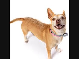 We all hope for a peaceful end to our pet's lives. Tempe Pets Up For Adoption Meet Mila Peridot Citrine More Tempe Az Patch