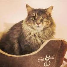 The fur grows shorter on the shoulders. Cleveland Oh Maine Coon Meet Leela A Pet For Adoption