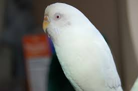 Sometimes it can be difficult to determine the color of the cere because some females have a little bit of blue and white around their nostrils. Is Your Parakeet Male Or Female How To Tell