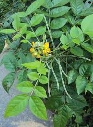 Image result for Senna hirsuta