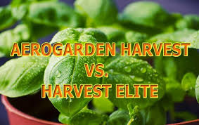 My family has fresh food, and my guinea pigs have delicious treats. Aerogarden Harvest Vs Harvest Elite Are Customers Seeing Results