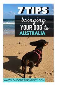 48% of all australians have a dog. 7 Tips For Importing Your Dog To Australia Australia Dog Travel Your Dog