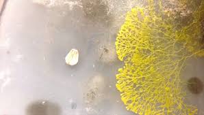 Rake up slime molds in garden mulch to expose the organism to drying air. How To Grow Slime Mold 9 Steps With Pictures Instructables