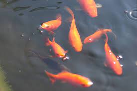 Damit goldfische laichen, müssen sie einige jeder schön gestaltete gartenteich lädt geradezu ein, kleine goldfische darin schwimmen zu lassen. Lebenserwartung Von Goldfischen Wie Alt Werden Sie Im Teich Gartendialog De