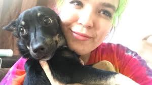 Found tan male chihuahua downtown Amarillo