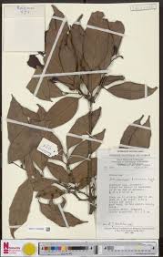 Image result for Strombosiopsis tetrandra