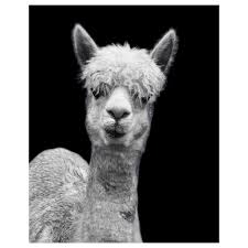 1,3 млн подписчиков, 158 подписок, 1 870 публикаций — посмотрите в instagram фото и видео ikea deutschland ikea deutschland. Bild Poster Tatsi Ikea Bilder Bilder Poster Poster