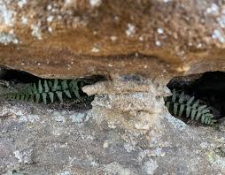 Image result for Asplenium uhligii