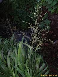 Image result for Panicum maximum