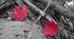 صور انستقرام ابيض واسود روعة بجودة hd ميكساتك autumn leaves black and white image