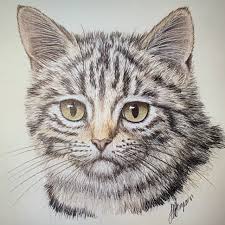 To turn photo into sketch, you just need a free online tool that might do the conversion for you. Tabby Cat Beginners Botanical Coloured Pencil Drawing Online Course The Old Kennels