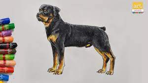 Check spelling or type a new query. How To Draw Rottweiler Dog Ii Dog Drawing Ii Dog Animal Drawing Ii Art Janag Youtube