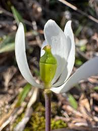 Image result for Hermbstaedtia schaeferi