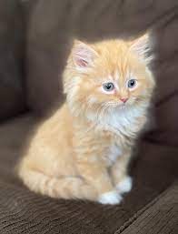 It was once considered to be a variant of the ragdoll cat but was established as a separate breed in 1994. Here Are Pictures Of Previous Orange Ragamuffin Kittens Facebook