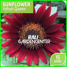 Besar, biasanya berwarna kuning terang. Jual Sunflower Velvet Queen 10 Benih Bunga Matahari Merah Di Lapak Bali Gardencenter Bukalapak