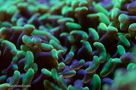 Image result for Acroceras macrum