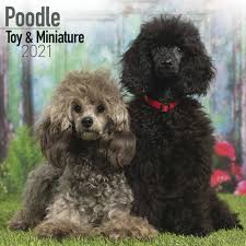 Maybe you would like to learn more about one of these? Toy Miniature Poodle Calendar 2021 At Calendar Club