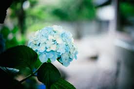 The site owner hides the web page description. 2020å¹´ã®æ¢…é›¨å…¥ã‚Š æ¢…é›¨æ˜Žã'ã¯ã„ã¤é ƒ ä»Šå¹´ã®å‚¾å'ã‚'äºˆæƒ³