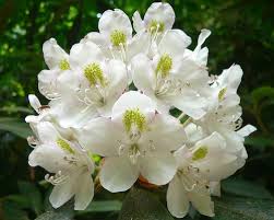 Arizona's state flower is the saguaro cactus blossom. List Of State Flowers State Symbols Usa