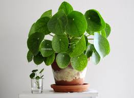 The soil needs to mostly dry out between waterings, with more watering required in warmer, hotter weather. Pilea Peperomioides Part 1 Taking Care Of A Pilea Nininoes