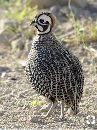 Birds Of A Feather Flock Together Meaning In English Pin By Jessica Brewer On Birds Of A Feather Flock Together Pet Birds Birds Beautiful Birds