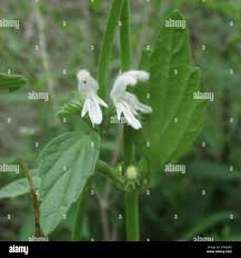 Image result for Centella glabrata