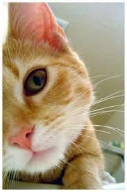 kedi 3 sevimli hayvan yavrulari sevimli kedi yavrulari kedi