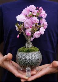 Jardin zen miniature miniature trees bonsai tree care indoor bonsai tree bonsai pruning bonsai plants jade plant bonsai bonsai for beginners bonsai forest. Rare Japanese Sakura Cherry Blossom For Garden Flower Bonsai Tree Indoor Flowers Plants Easy Grow 50 Pcs Flower Pots Plan Bonsai Flower Bonsai Tree Mini Bonsai
