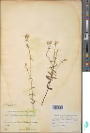 Image result for Swertia usambarensis