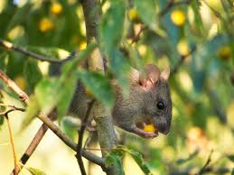 | keep squirrels out of your attic! 12 Easy Ways To Get Rid Of Mice Naturally