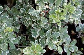 Note that variegated mock orange can actually grow into a small/medium tree if unpruned. Variegated Japanese Mock Orange Pittosporum Tobira Var Variegata Stock Photo Picture And Royalty Free Image Image 83079626