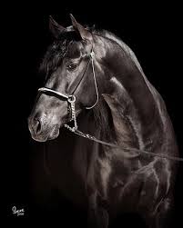 Malachi Ia All Horse Breeds Beautiful Horses Horse Face