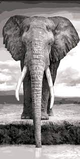Elephant Black White Large Paint By Number African Wildlife Photography Wildlife Photography African Wildlife