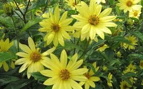 Seperti junior, lemon sorbet kami adalah tanaman miniatur dunia bunga matahari. Helianthus Microcephalus Hybride Lemon Queen Stauden Sonnenblume
