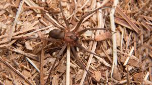 The all natural way to get rid of those nasty brown recluses in all you corners and under your furniture. How To Get Rid Of Brown Recluse Spiders Before They Get Rid Of You