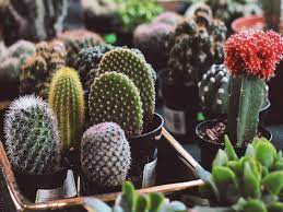 We present to you the jumping cholla that is popularly known as the cactus. Cactus Care 11 Essential Tips For Beginners Cactusway
