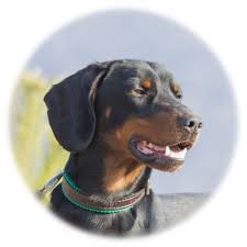 Image result for slovenský kopov