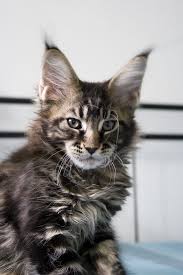 brown tabby mainecoon kittens mainecoon cat koshka kot mejnkun polosatye koshki mejn kun koshki i kotyata