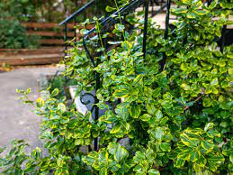 Very often evergreen trees or shrubs are used. 8 Best Small Evergreen Shrubs