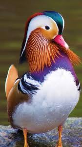 We did not find results for: Animal Mandarin Duck Mobile Abyss