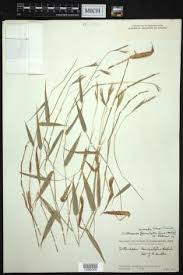 Image result for Arthraxon