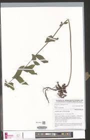 Image result for Pneumatopteris afra