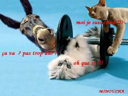 Un père et son fils sont sur la plage. Humour Animaux Photo De Creation Humoristique Bienvenue Chez Minouchapassion