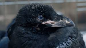 Want to discover art related to raven? Tower Of London Public To Vote On Baby Raven S Name Bbc News