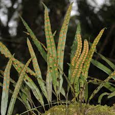 Image result for Lepisorus schraderi