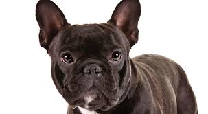French Bulldog Is West Palm Beach S Most Popular Breed Florida Now