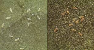Aleurodicus douglas aleurodicus douglas in morgan, 1892: Solanum Or Pepper Whitefly Aleurotrachelus Trachoides