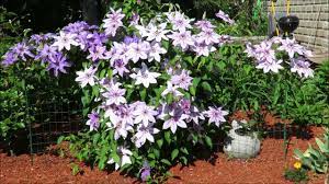 Check spelling or type a new query. Type 2 Clematis Vine Blossoms Youtube